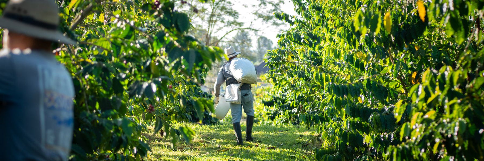 Kona Noir & the SL34 Coffee Varieties