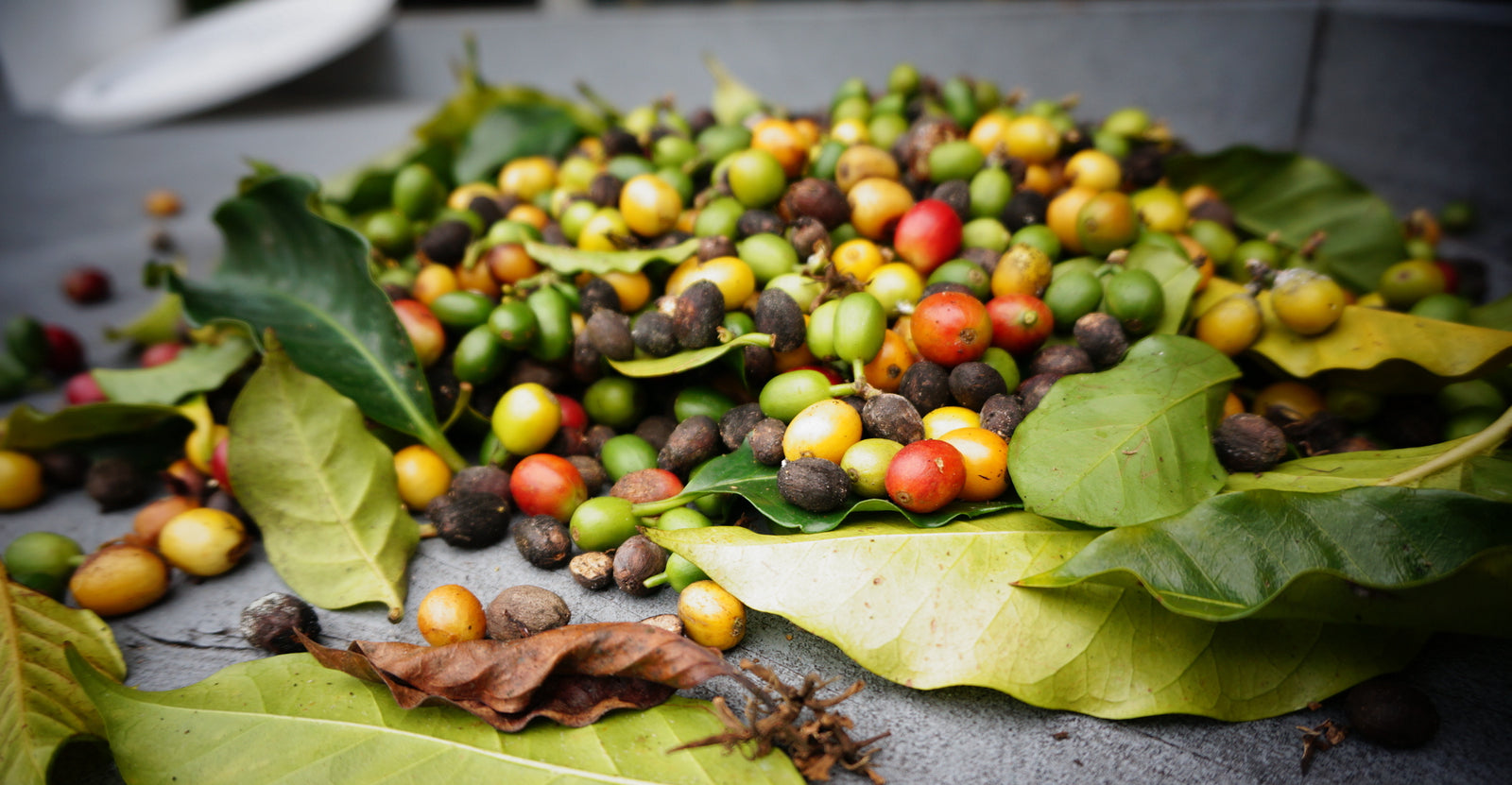 The Biggest Lie in Hawaiian Coffee is... - Big Island Coffee Roasters