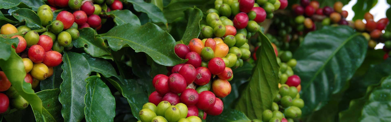 Picture of hawaii coffee crop growing on plant