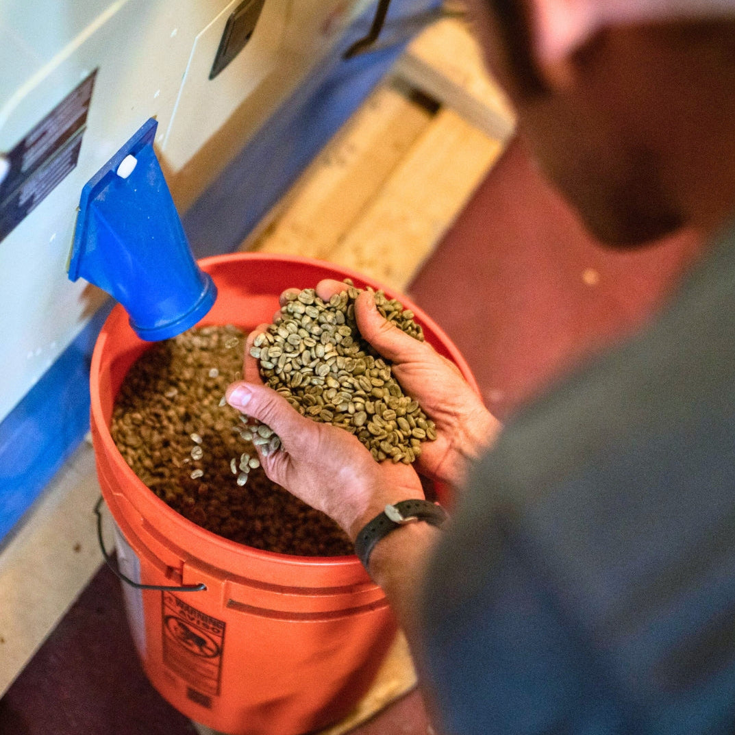 Inspecting quality of Ka'u coffee beans