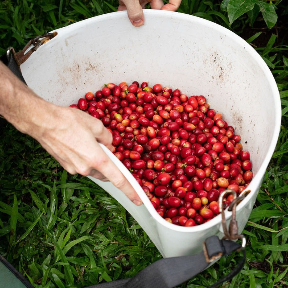Kaʻu Coffee Cherry - Hawaiian Coffee - Coffee Beans & Ground Coffee