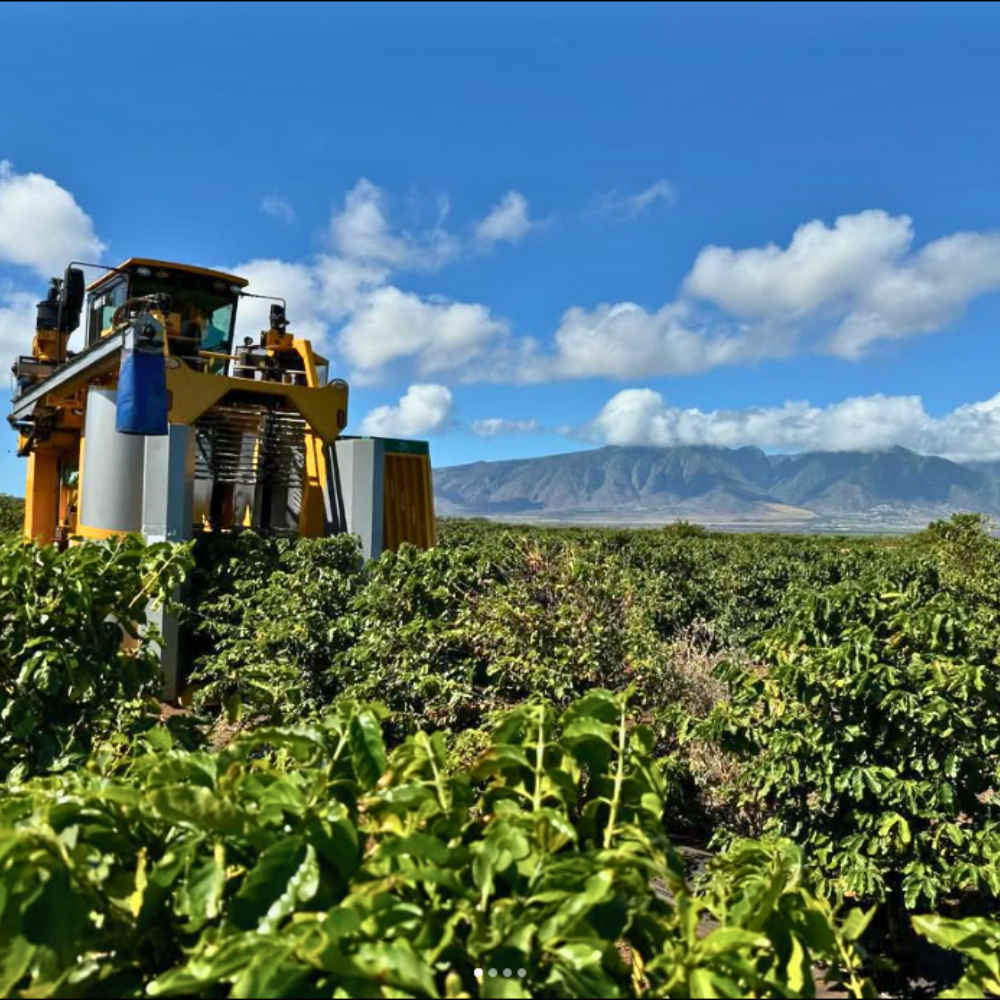 maui coffee landscape
