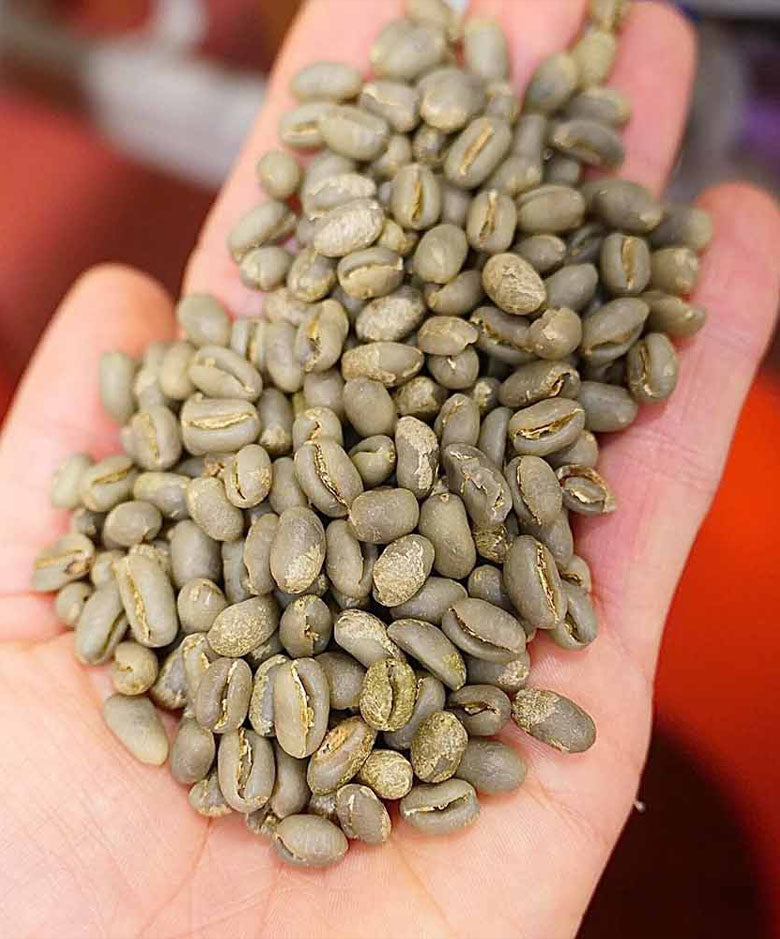 Hand holding green coffee beans