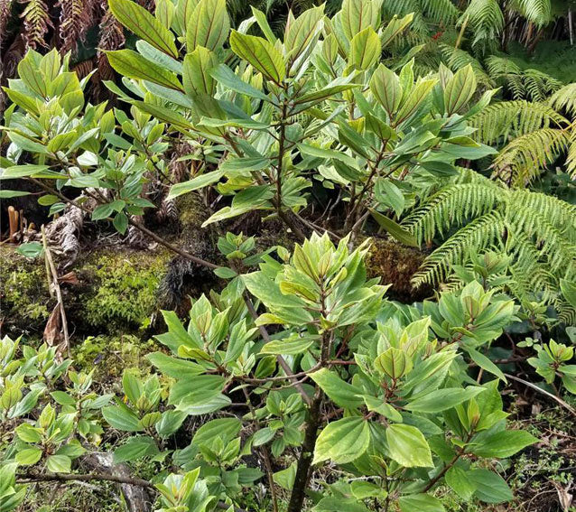 Mamaki Tea Plant