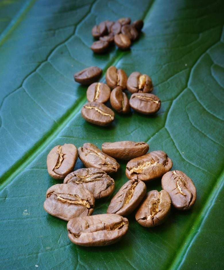 A selection of roasted Hawaiian coffee beans displayed on a green leaf.